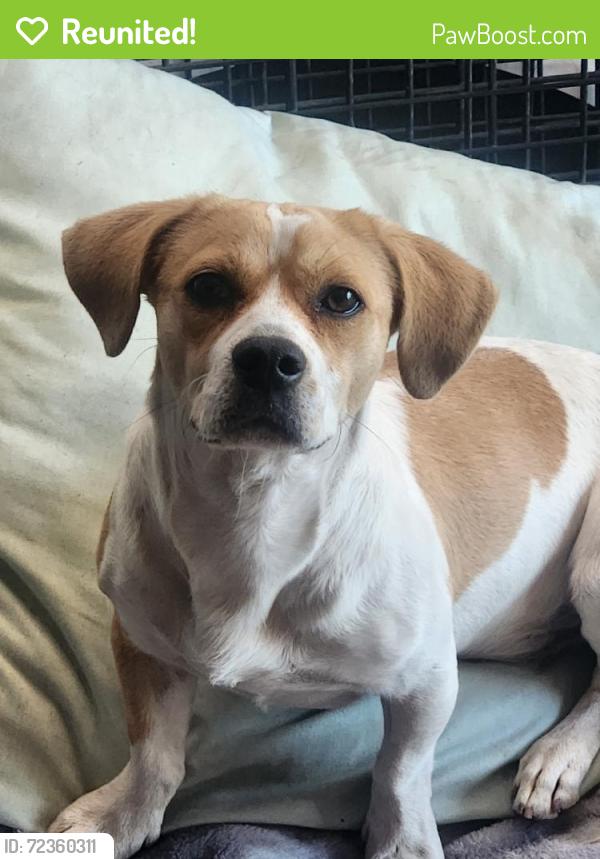Reunited Male Dog last seen 37th ave & Rovey Ave, Phoenix, AZ 85019