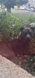 Reunited Unknown Dog last seen 4700s Redwood Rd, Taylorsville, UT 84123