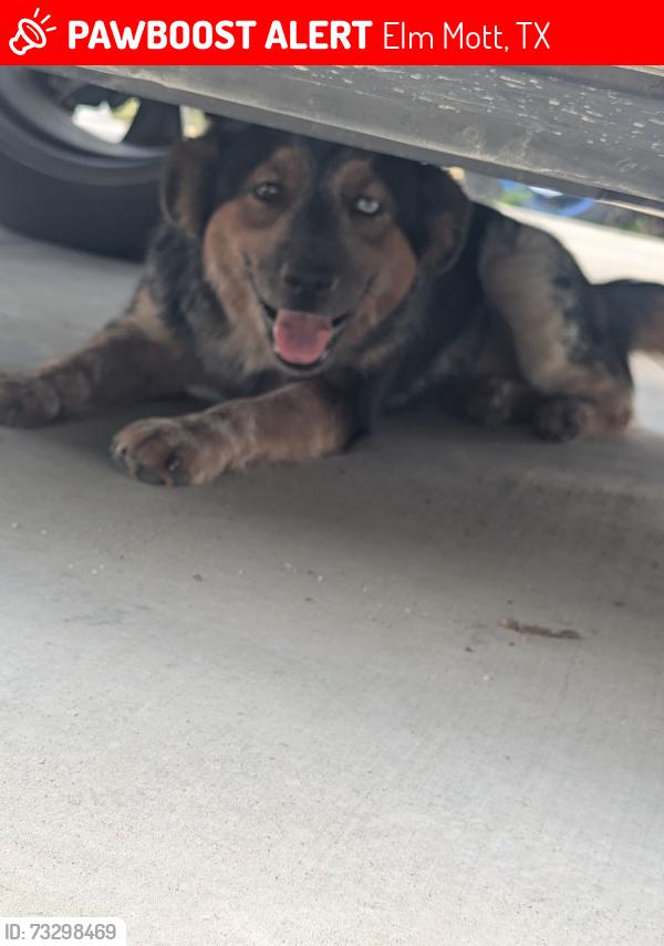 Lost Unknown Dog last seen Birch and Old Dallas rd, Elm Mott, TX 76640