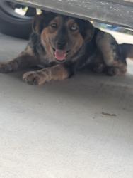 Lost Unknown Dog last seen Birch and Old Dallas rd, Elm Mott, TX 76640