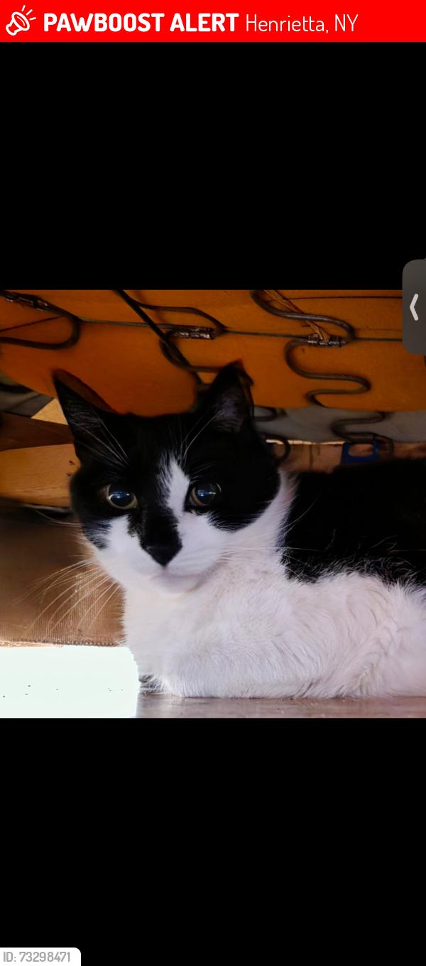 Lost Female Cat last seen Blackwell lane, Henrietta NY, Henrietta, NY 14467