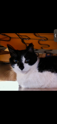 Lost Female Cat last seen Blackwell lane, Henrietta NY, Henrietta, NY 14467