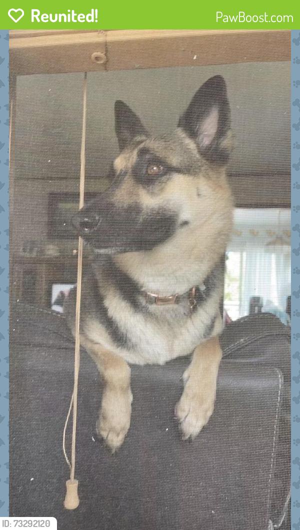 Reunited Female Dog last seen Near McGregor Dr, Rancho Cordova, CA 95670, USA, Rancho Cordova, CA 95670