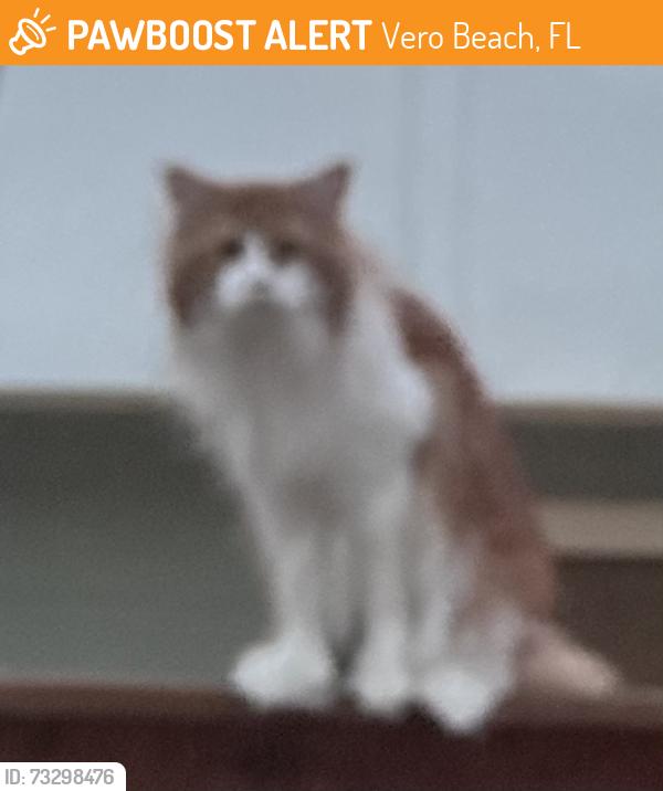 Found/Stray Unknown Cat last seen A1A, Vero Beach, FL 32963