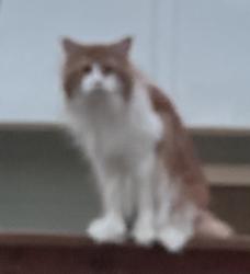 Found/Stray Unknown Cat last seen A1A, Vero Beach, FL 32963