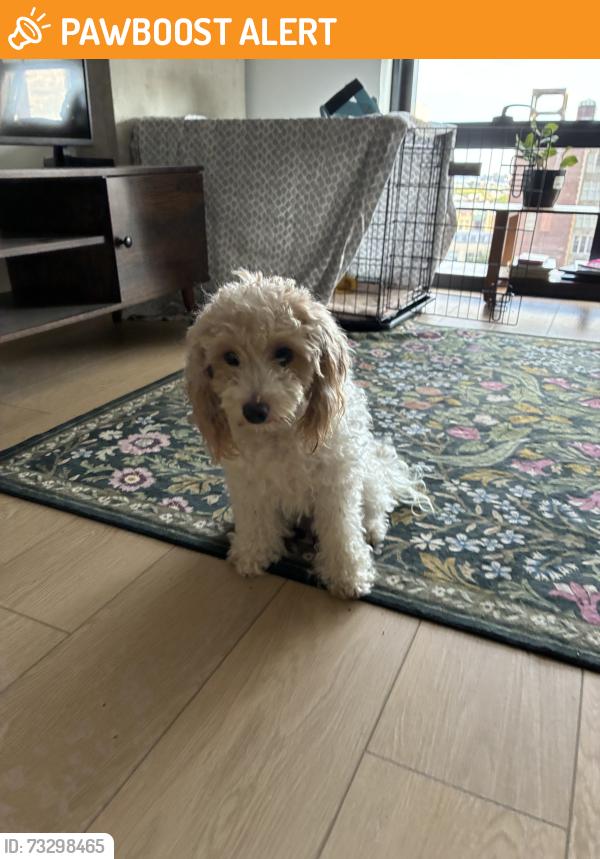 Found/Stray Female Dog last seen Near Marshall road upper Darby twp, PA 19082, Upper Darby Township, PA 19082