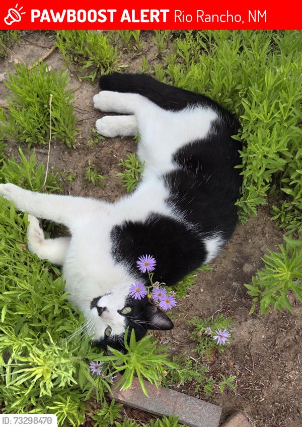 Lost Male Cat last seen Near and Idalia, Rio Rancho, NM 87144