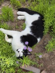 Lost Male Cat last seen Near and Idalia, Rio Rancho, NM 87144
