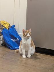 Lost Male Cat last seen Uxbridge creasant, Ottawa, ON 