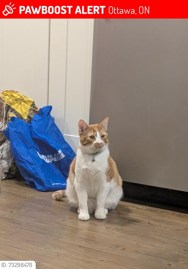Lost Male Cat last seen Uxbridge creasant, Ottawa, ON 