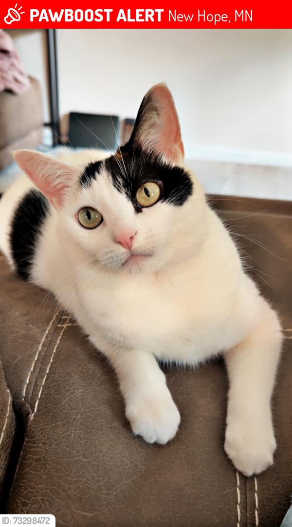 Lost Female Cat last seen 42nd Ave and Boone, New Hope, MN 55427