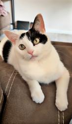 Lost Female Cat last seen 42nd Ave and Boone, New Hope, MN 55427