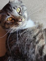 Found/Stray Unknown Cat last seen VERMONT AND NW 60TH ST, Oklahoma City, OK 73112