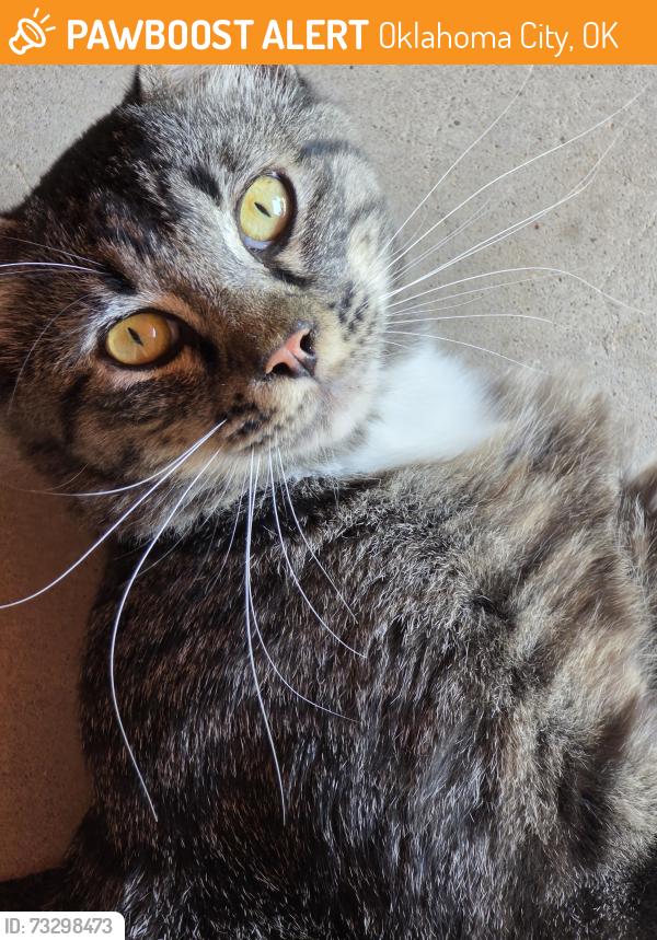 Found/Stray Unknown Cat last seen VERMONT AND NW 60TH ST, Oklahoma City, OK 73112