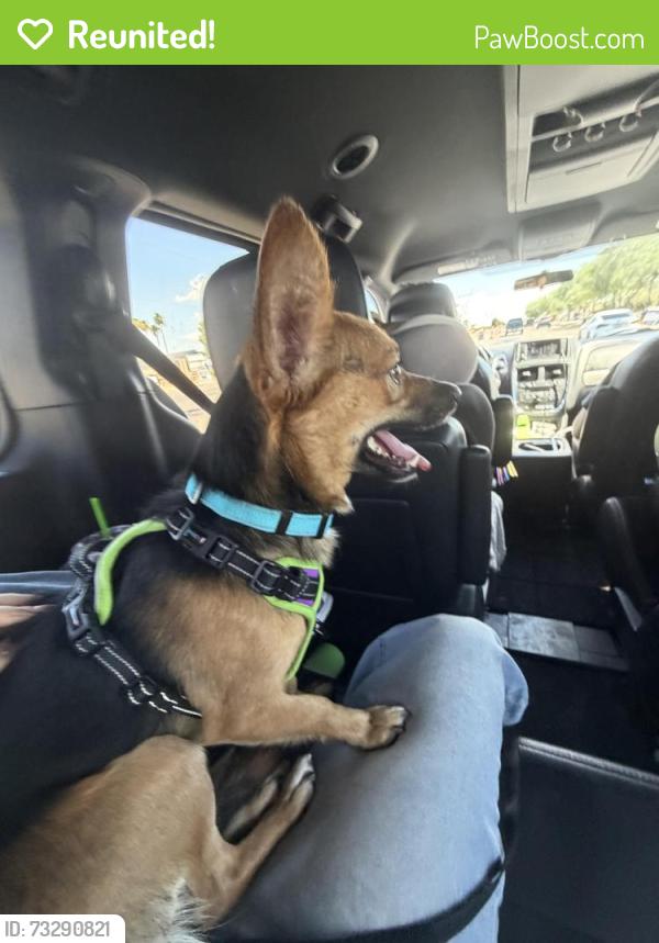 Reunited Male Dog last seen Circle Cross Ranch, San Tan Valley, AZ 85143