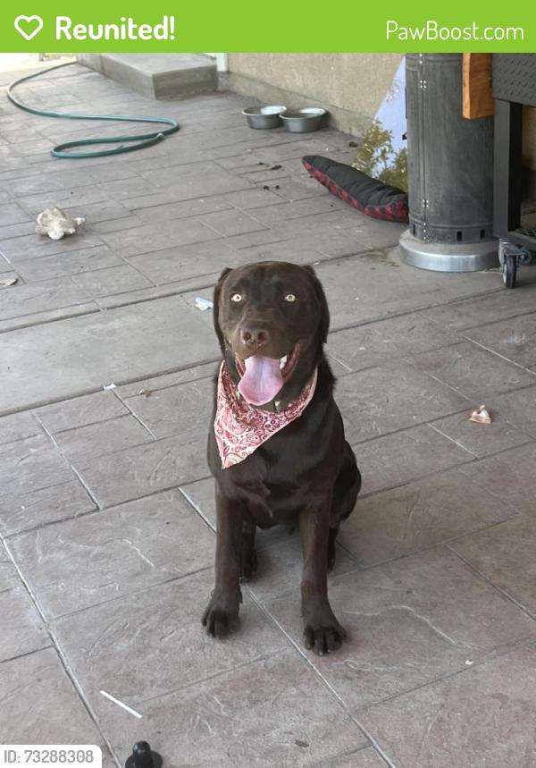 Reunited Male Dog last seen Mira loma middle school, Riverside, CA 92509