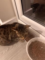 Reunited Female Cat last seen Helliwells Drive, Perton, England 