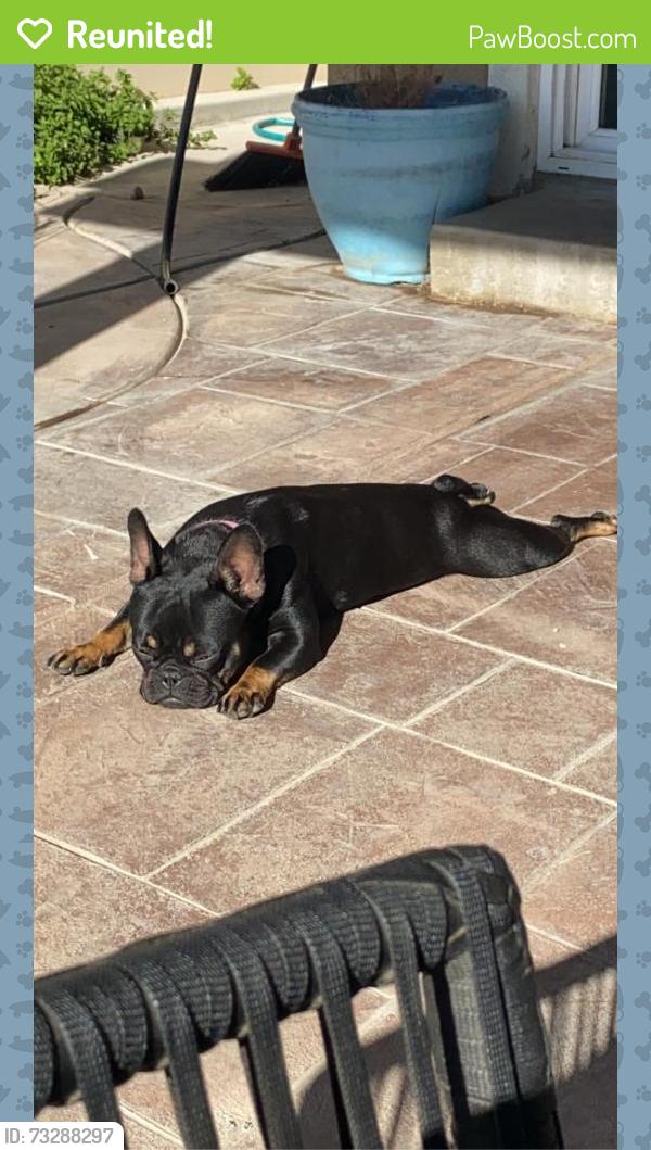 Reunited Female Dog last seen By mira loma middle school, Riverside, CA 92509