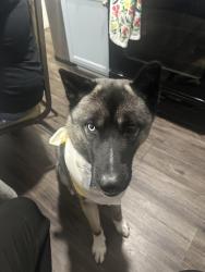 Reunited Male Dog last seen Pendleton pike rd, Indianapolis, IN 46236