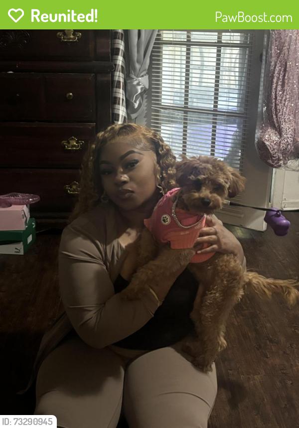 Reunited Female Dog last seen Red Head, Little Elm, TX 75068