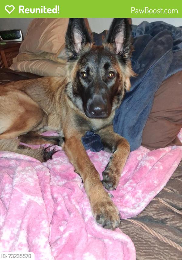 Reunited Female Dog last seen moog rd and Bradford, Pasco County, FL 34690