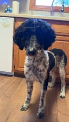 Reunited Female Dog last seen N Milkway Ave, West Odessa, TX 79764