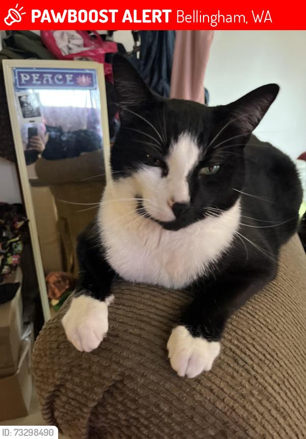 Lost Male Cat last seen Garden Terrace and Cedar st., Bellingham, WA 98225
