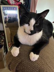Lost Male Cat last seen Garden Terrace and Cedar st., Bellingham, WA 98225