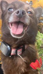 Reunited Male Dog last seen Near St, Fillmore, CA 93015