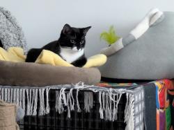 Reunited Female Cat last seen Eirene Road BN12 4FF, Goring-by-Sea, England BN12 4FF