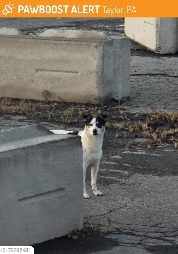 Found/Stray Male Dog last seen In parking lot of northeast heat processing across from Sams distribution, Taylor, PA 18517