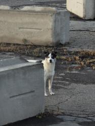 Found/Stray Male Dog last seen In parking lot of northeast heat processing across from Sams distribution, Taylor, PA 18517