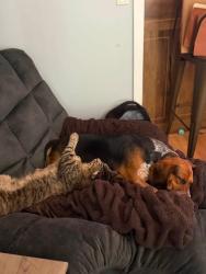 Reunited Male Dog last seen Penny rd near Walmart market, High Point, NC 27265