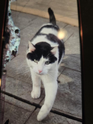 Lost Male Cat last seen Northwood Ridge, and Southwood Dr intersection., Bloomington, MN 55438