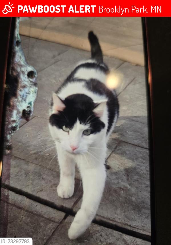 Lost Male Cat last seen Northwood Ridge, and Southwood Dr intersection., Bloomington, MN 55438