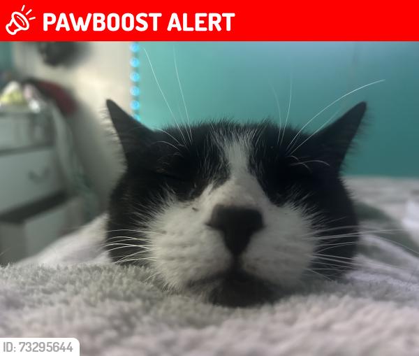 Lost Male Cat last seen E Chesapeake st, Greater Landover, MD 20785