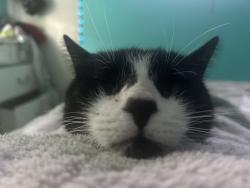 Lost Male Cat last seen E Chesapeake st, Greater Landover, MD 20785
