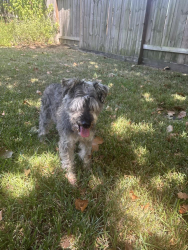 Reunited Male Dog last seen Atascocita Springs Elementary, Atascocita, TX 77346