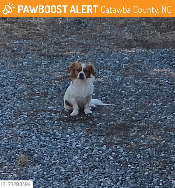 Found/Stray Male Dog last seen Past Sigs Tire, Catawba County, NC 28613