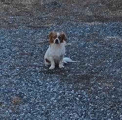 Found/Stray Male Dog last seen Past Sigs Tire, Catawba County, NC 28613