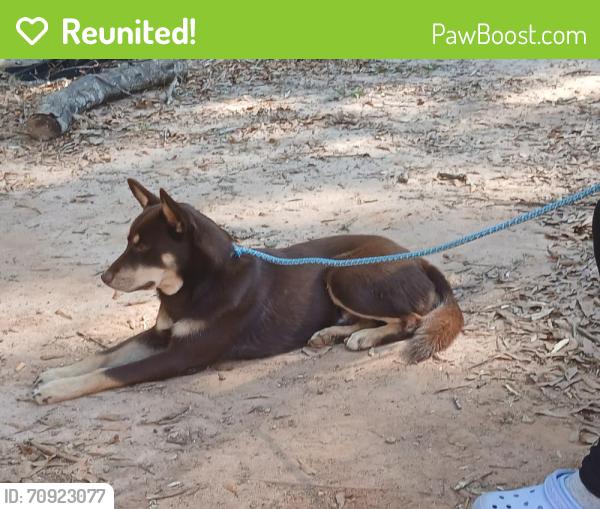 Reunited Male Dog last seen A convenient store, Winder, GA 30680