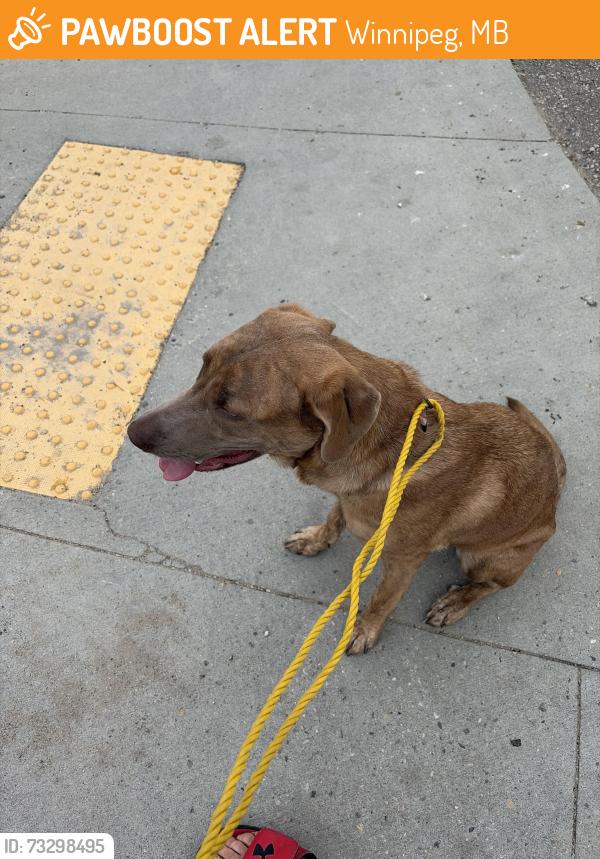 Found/Stray Female Dog last seen Mountain and Andrews, Winnipeg, MB 