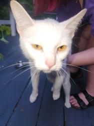 Found/Stray Female Cat last seen bears den, Youngstown, OH 44509