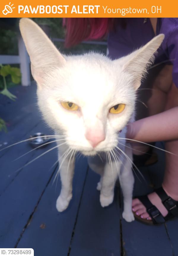 Found/Stray Female Cat last seen bears den, Youngstown, OH 44509