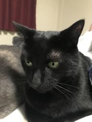 Reunited Male Cat last seen Mid broadwell Rd, Alpharetta, GA 30004