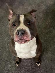 Reunited Male Dog last seen Cheltenham Township, PA, USA, Cheltenham Township, PA 19095