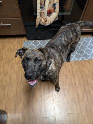 Lost Female Dog last seen Behind walmart, Easley, SC 29640