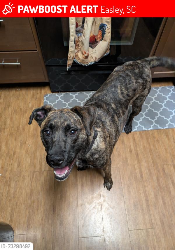Lost Female Dog last seen Behind walmart, Easley, SC 29640