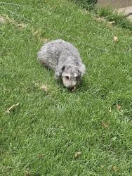 Reunited Female Dog last seen Sonic, Overland Park, KS 66212