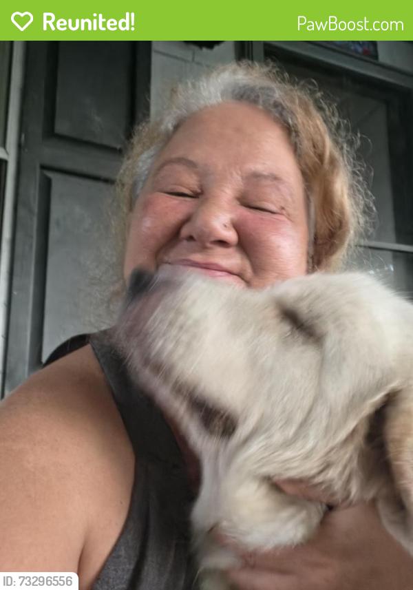 Reunited Female Dog last seen Near, Marion County, FL 34420